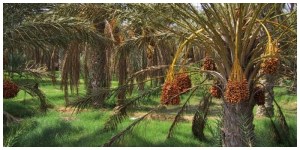 25-11-2016_al-via-il-festival-internazionale-dei-datteri-di-kebili