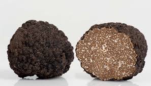 Tartufo Nero Estivo Fresco o Scorzone - Agritaste